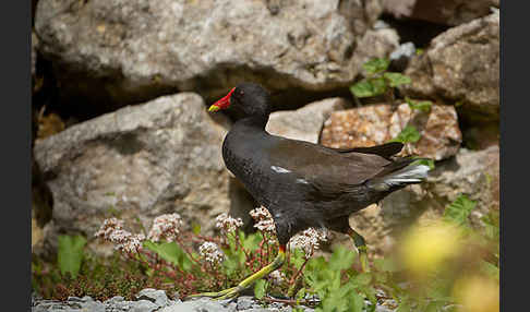 Teichralle (Gallinula chloropus)