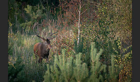 Rotwild (Cervus elaphus)