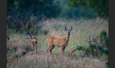 Rehwild (Capreolus capreolus)