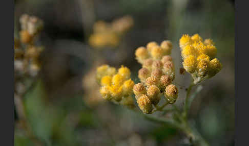 Sand-Strohblume (Helichrysum arenarium)