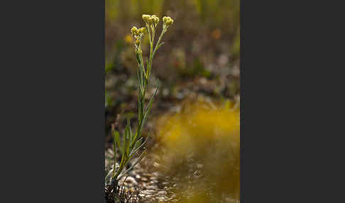 Sand-Strohblume (Helichrysum arenarium)