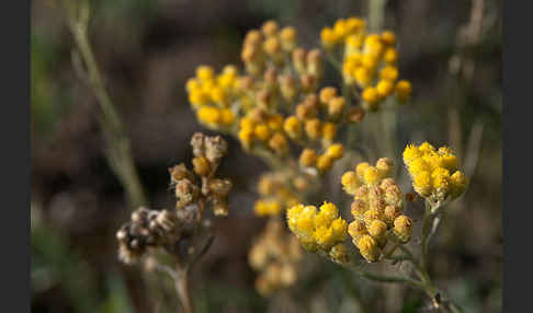 Sand-Strohblume (Helichrysum arenarium)