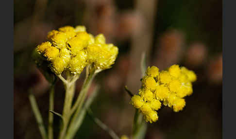 Sand-Strohblume (Helichrysum arenarium)