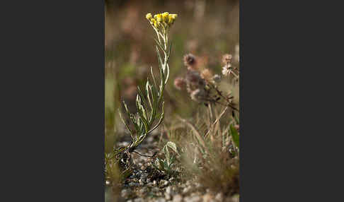 Sand-Strohblume (Helichrysum arenarium)