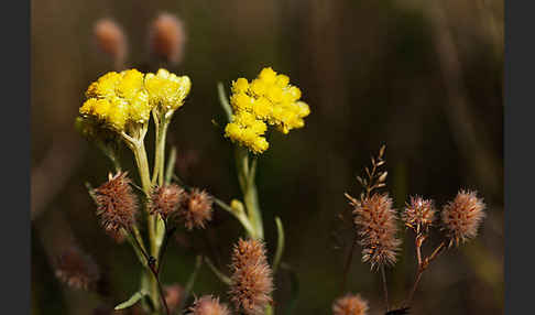 Sand-Strohblume (Helichrysum arenarium)