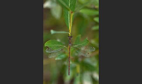 Südliche Binsenjungfer (Lestes barbarus)