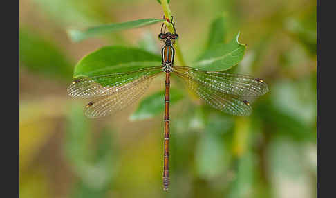 Südliche Binsenjungfer (Lestes barbarus)