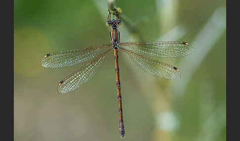 Südliche Binsenjungfer (Lestes barbarus)