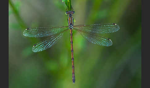 Südliche Binsenjungfer (Lestes barbarus)