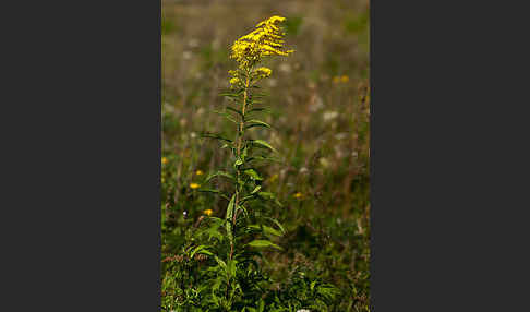 Kanadische Goldrute (Solidago canadensis)