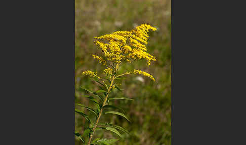 Kanadische Goldrute (Solidago canadensis)