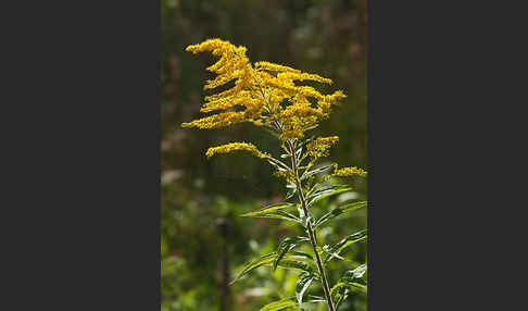 Kanadische Goldrute (Solidago canadensis)