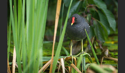 Teichralle (Gallinula chloropus)