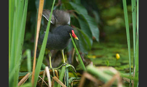 Teichralle (Gallinula chloropus)