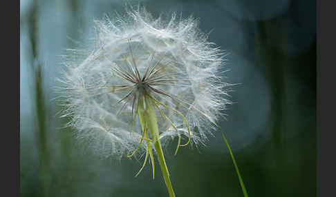 Wiesen-Bocksbart (Tragopogon pratensis)