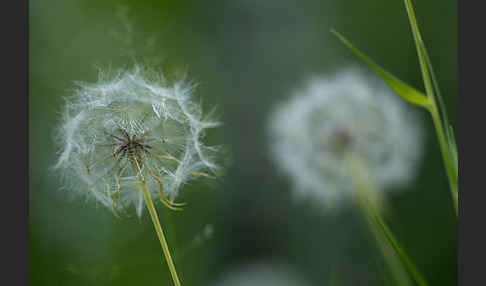 Wiesen-Bocksbart (Tragopogon pratensis)