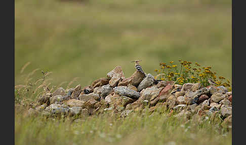 Wiedehopf (Upupa epops)