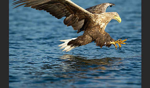 Seeadler (Haliaeetus albicilla)