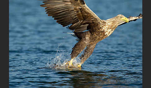 Seeadler (Haliaeetus albicilla)