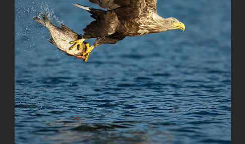 Seeadler (Haliaeetus albicilla)