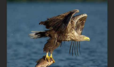 Seeadler (Haliaeetus albicilla)