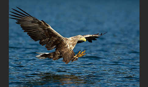 Seeadler (Haliaeetus albicilla)