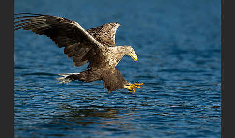 Seeadler (Haliaeetus albicilla)