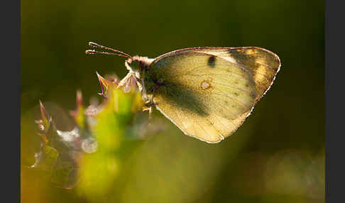 Goldene Acht (Colias hyale)
