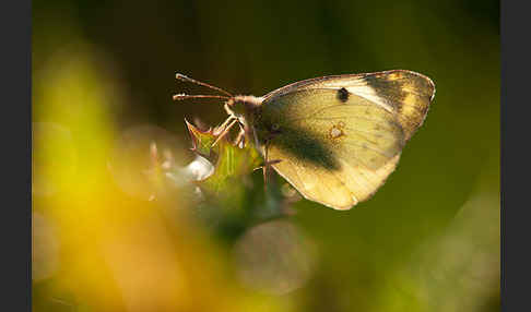 Goldene Acht (Colias hyale)