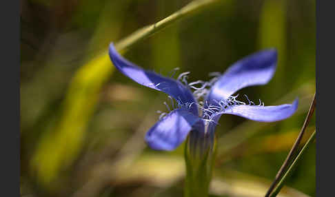 Gewöhnlicher Fransenenzian (Gentianella ciliata)