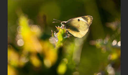 Goldene Acht (Colias hyale)