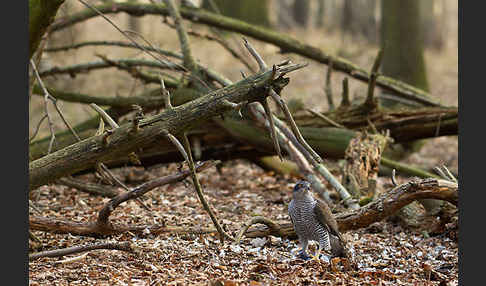 Habicht (Accipiter gentilis)