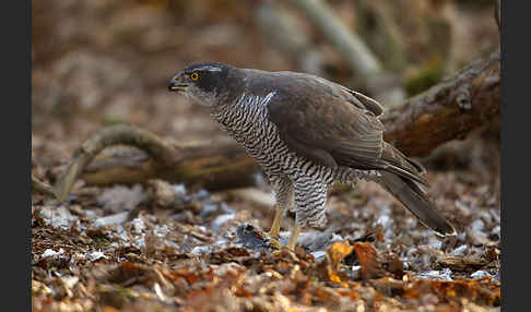 Habicht (Accipiter gentilis)