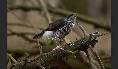 Habicht (Accipiter gentilis)