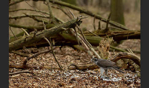 Habicht (Accipiter gentilis)