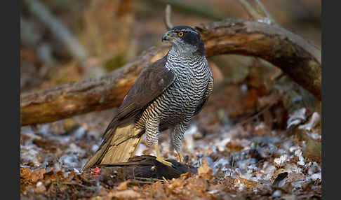 Habicht (Accipiter gentilis)