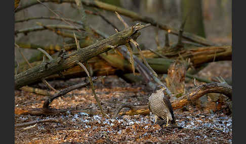 Habicht (Accipiter gentilis)