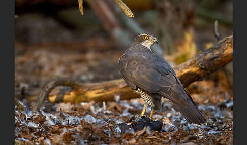 Habicht (Accipiter gentilis)