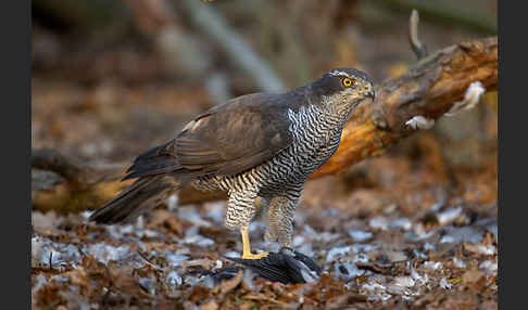 Habicht (Accipiter gentilis)