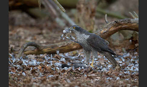 Habicht (Accipiter gentilis)