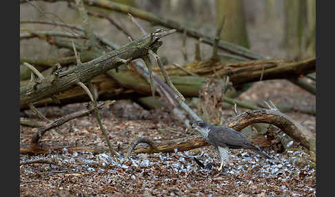 Habicht (Accipiter gentilis)