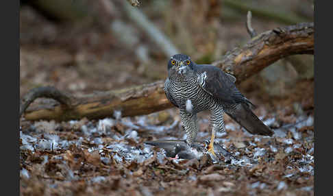 Habicht (Accipiter gentilis)