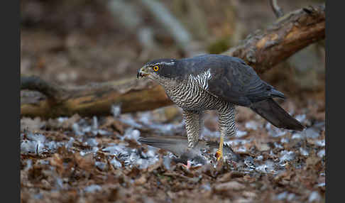 Habicht (Accipiter gentilis)