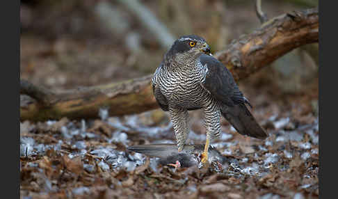 Habicht (Accipiter gentilis)