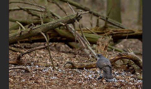 Habicht (Accipiter gentilis)