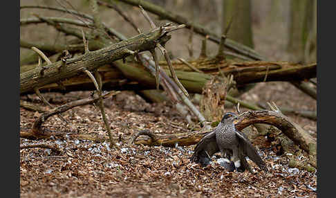 Habicht (Accipiter gentilis)