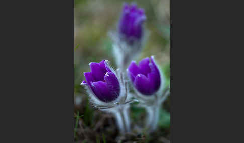 Gemeine Kuhschelle (Pulsatilla vulgaris)