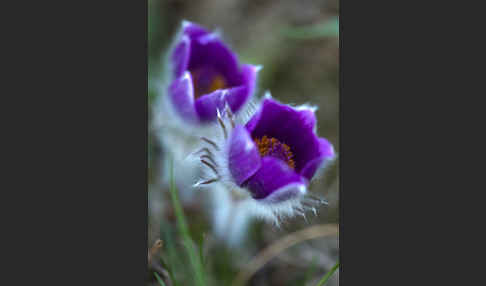 Gemeine Kuhschelle (Pulsatilla vulgaris)