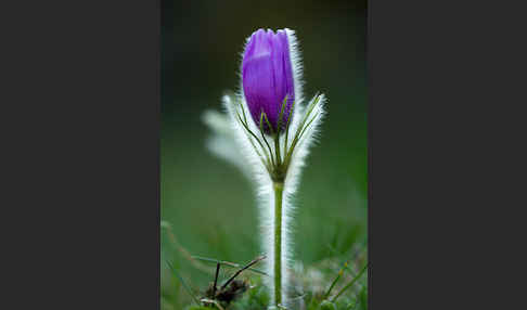 Gemeine Kuhschelle (Pulsatilla vulgaris)