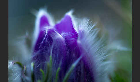 Gemeine Kuhschelle (Pulsatilla vulgaris)